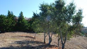 New and maintenance of existing shaded fuel break and defensible space in Pulgas Ridge Preserve. (Leigh Ann Gessner)