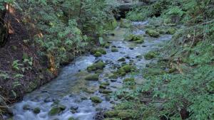 Virginia Creek in El Corte de Madera Open Space Preserve