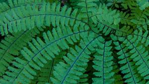 Closeup of a green maidenhair fern
