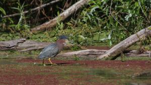 photo of a Green Heron in a pond