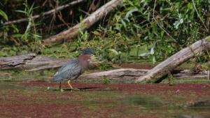photo of a Green Heron in a pond
