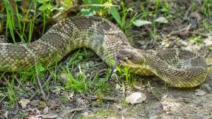 A Northern Pacific Rattlesnake slithering along the grass
