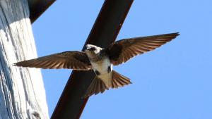 Female Purple Martin at Sierra Azul (Alvaro Jaramillo)