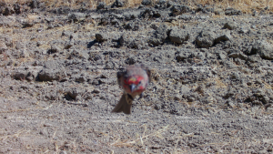 Red breasted finch