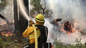 A Midpen Ranger wearing bright yellow fire protective gear and a helmet uses a hose to put out a prescribed fire in the forest