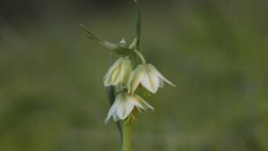 Fragrant fritillary flowers