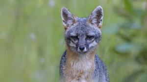 Gray Fox. Photo by Vishal Subramanyan. A Gray Fox peering at the camera while passing through a grass field.