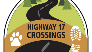 Highway 17 Crossings