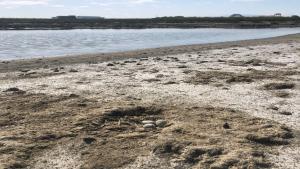 Western snowy plover nest at SCSNSA