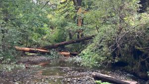 An excavator places a large log across San Gregorio Creek to increase habitat complexity