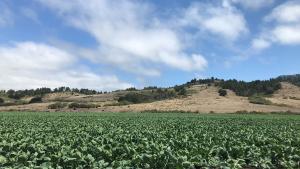 Agricultural fields farmed by the Giusti family, and the undeveloped uplands area in the distance on the Johnston Ranch property. (Leigh Ann Gessner/Midpen)