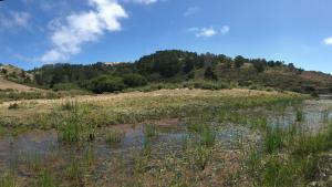 A stock pond on the undeveloped uplands area of the Johnston Ranch property near Half Moon Bay. (Leigh Ann Gessner/Midpen)