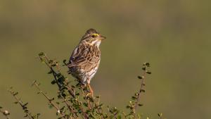 photo of a Savannah Sparrow