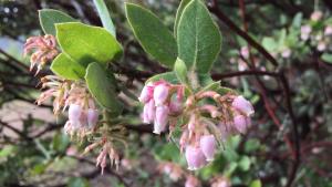 King's Mountain Manzanita