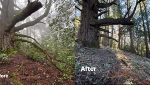 Before and after photos show results of forest health treatment