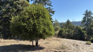 Photo of a fuel break in La Honda Creek Preserve