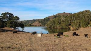 Cattle grazing near Lower Turtle Pond