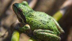A Pacific Tree Frog perched on a piece of grass