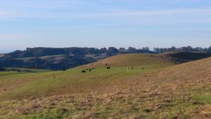 cattle grazing on a hillside