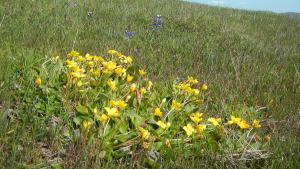 Suncups