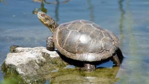 A Northwestern Pond Turtle in a pond sunbathing atop a rock