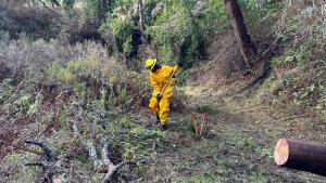 SFCC member at La Honda Creek Open Space Preserve (Frances Freyberg) SFCC member at wildland fire resiliency project at La Honda Creek Open Space Preserve