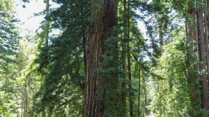 Old-growth Redwood