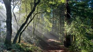 Sun through trees LHC