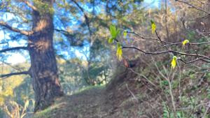 Picture of Western leatherwod flowers at La Honda Creek Western leatherwood flowers at La Honda Creek