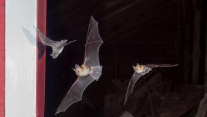 Three bats flying out of a barn window at night.
