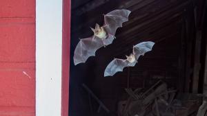 Two bats flying out of a barn window at night.