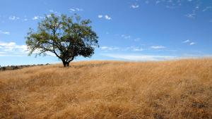 Walnut Tree at Los Trancos Preserve by E. Freeman Walnut Tree at Los Trancos Preserve