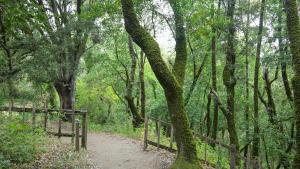 Trail at Los Trancos