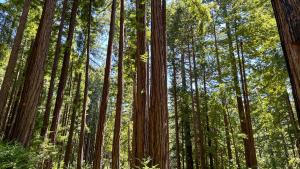 La Honda Creek Preserve (Frances Freyberg) Grove of thin redwood trees