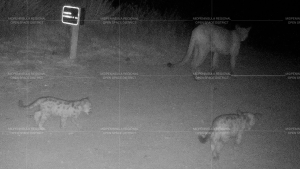 Mountain lion with two cubs