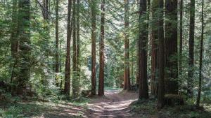 Lonely Forest Trail Lonely Forest Trail