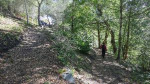 Lonely Forest Trail Lonely Forest Trail