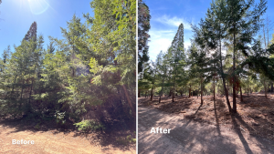 Vegetation management work done through the Los Gatos Creek Watershed Collaborative in 2024 (D Manson)