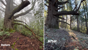 Vegetation management work done through the Los Gatos Creek Watershed Collaborative in 2024 (D Manson)