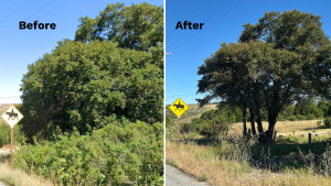 Before and after photo collage showing effect of vegetation removal at a site