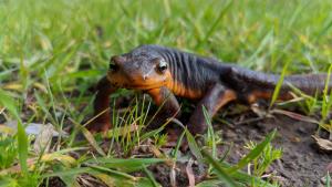 A Rough-skinned Newt maneuvering through the grass