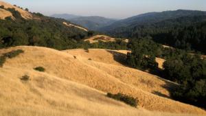 Golden hills of dry grass at Monte Bello Preserve