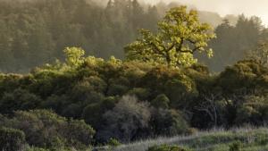 woman running up trail Monte Bello