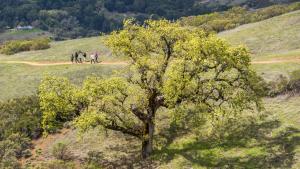 Hikers along a trail in front of a large oak tree
