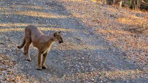 mountain lion