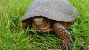 Western pond turtle (Ken Hickman)