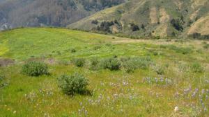Wildflowers dot the grasses of the Sare Property in Miramontes Ridge.