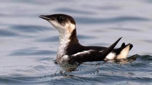 Marbled Murrelet by Ryan Shaw/Macaulay Library at the Cornell Lab of Ornithology