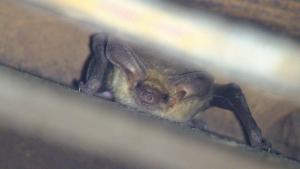 Pallid bat (Matt Sharp Chaney/Midpen) Pallid bat in a structure at Coal Creek Open Space Preserve