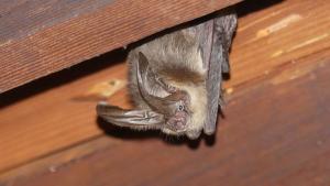 A Townsends big-eared bat hanging from a rafter